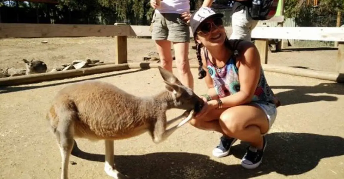 【2025悉尼藍山自由行】藍山一日遊終極攻略：8大景點、交通、行程規劃一篇搞定！