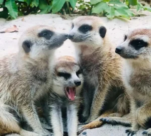 壽山動物園長頸鹿展區，小朋友近距離觀察動物