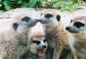 壽山動物園長頸鹿展區，小朋友近距離觀察動物