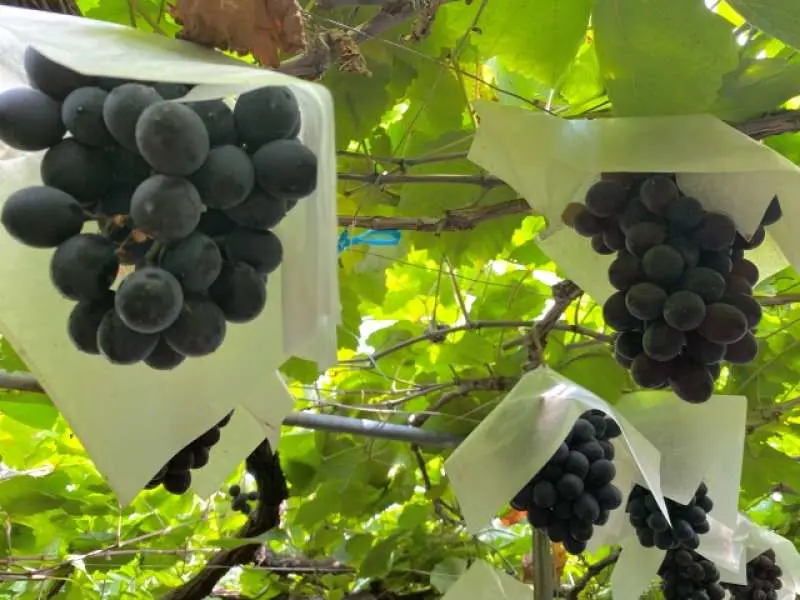 【2025熊本自由行】一篇搞定！熊本景點美食、阿蘇火山交通、必買伴手禮全攻略