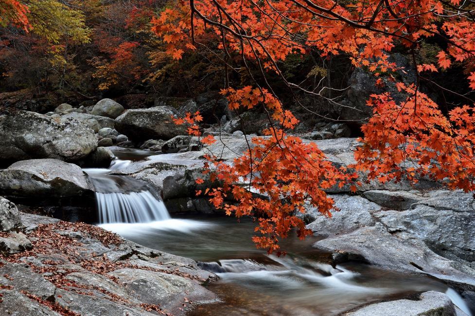 【韓國】釜山紅葉情報2025：必去9大釜山賞楓勝地、賞楓期及交通懶人包
