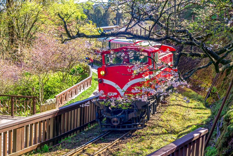 【台灣】阿里山自由行終極懶人包2025：交通、日出、小火車、神木景點一篇搞掂！