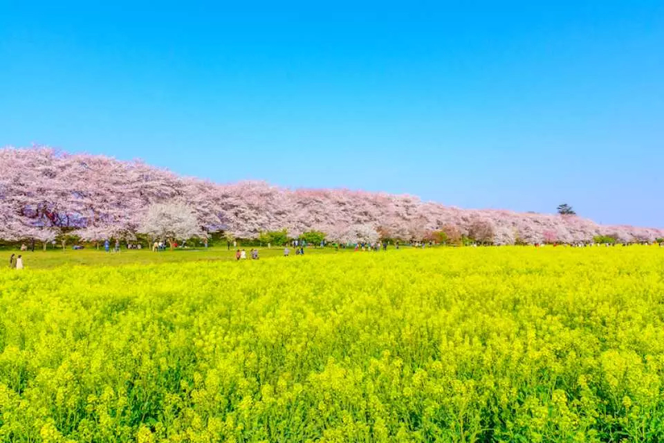 日本埼玉縣權現堂堤