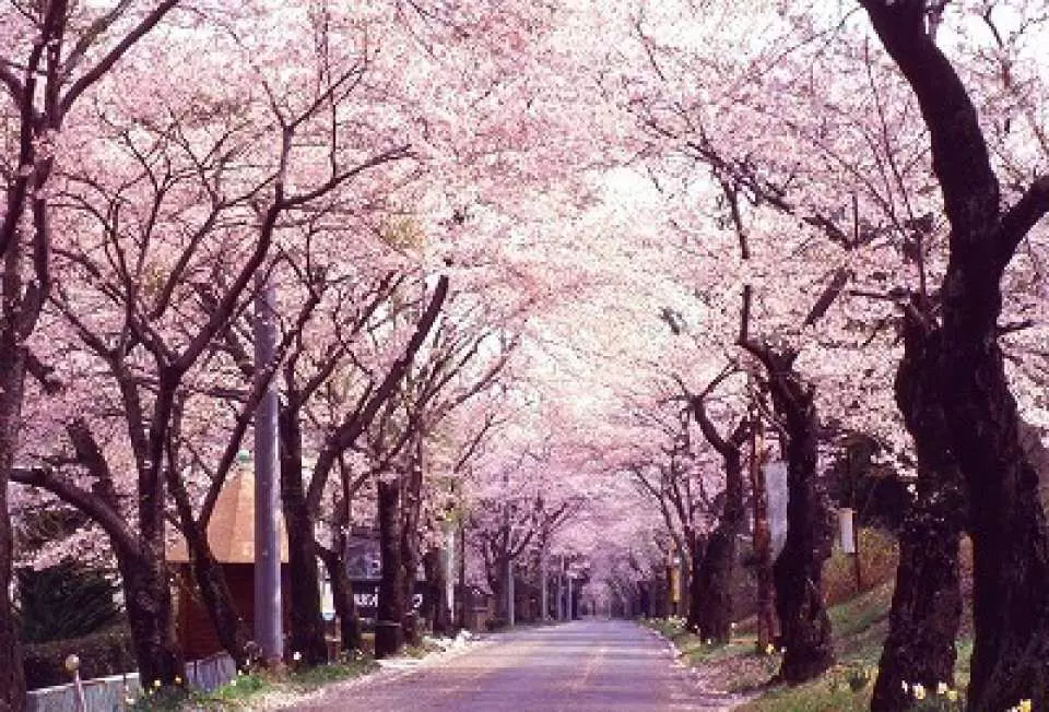 日本栃木縣太平山櫻花隧道