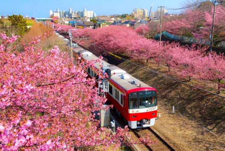 東京櫻花、日本櫻花預測2024、東京櫻花景點