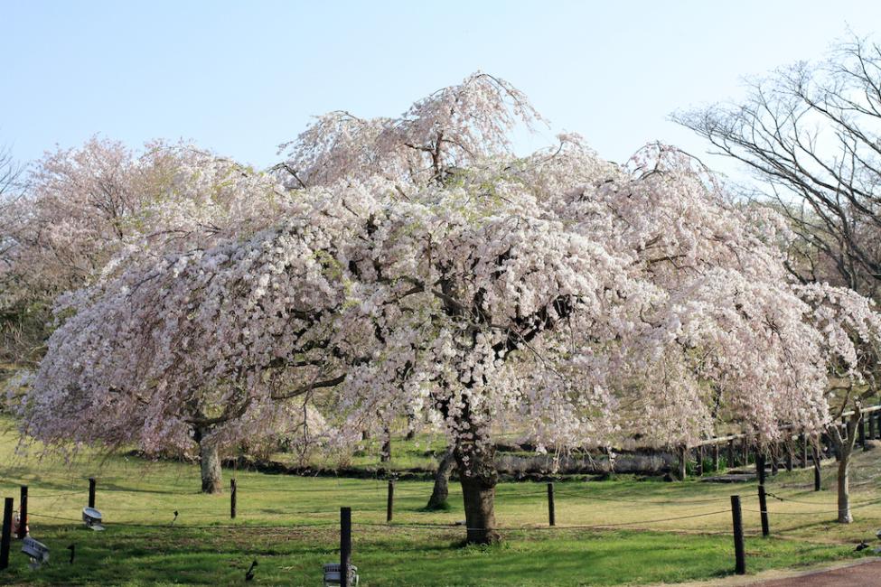 日本靜岡縣櫻花之里