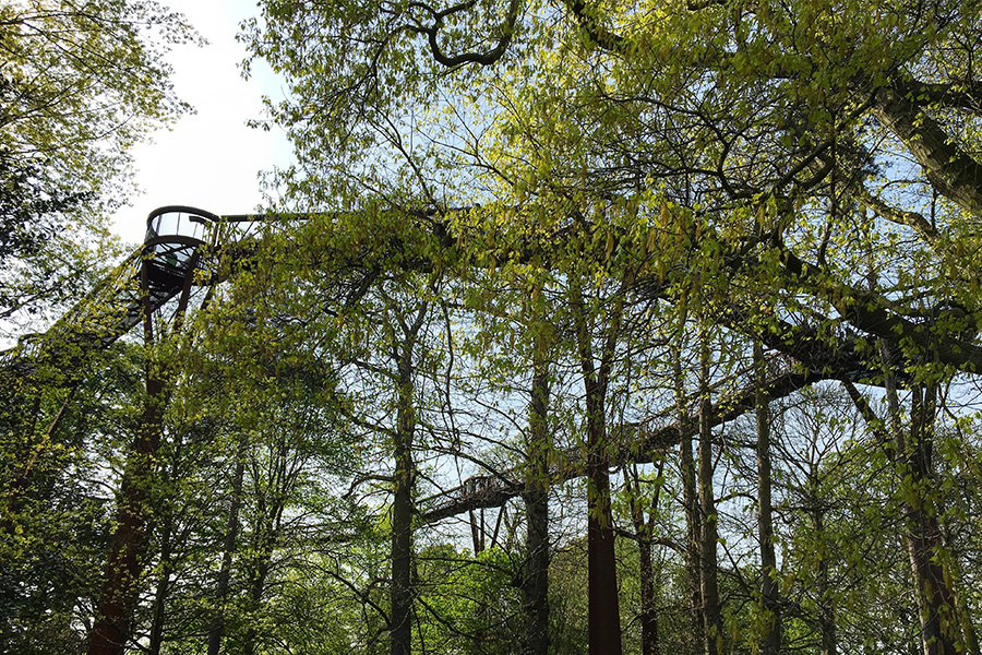 英國皇家植物園Treetop Walkway