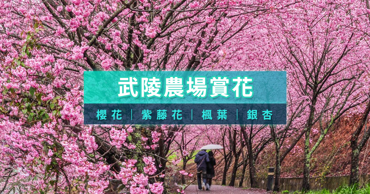 武陵農場櫻花開了嗎？2026櫻花季花期時間/櫻花現況/通行證管制/一日遊