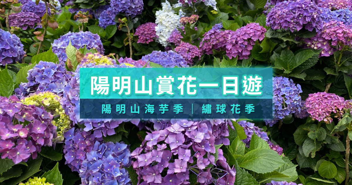 陽明山繡球花季》竹子湖賞花交通/景點/花季活動一次看
