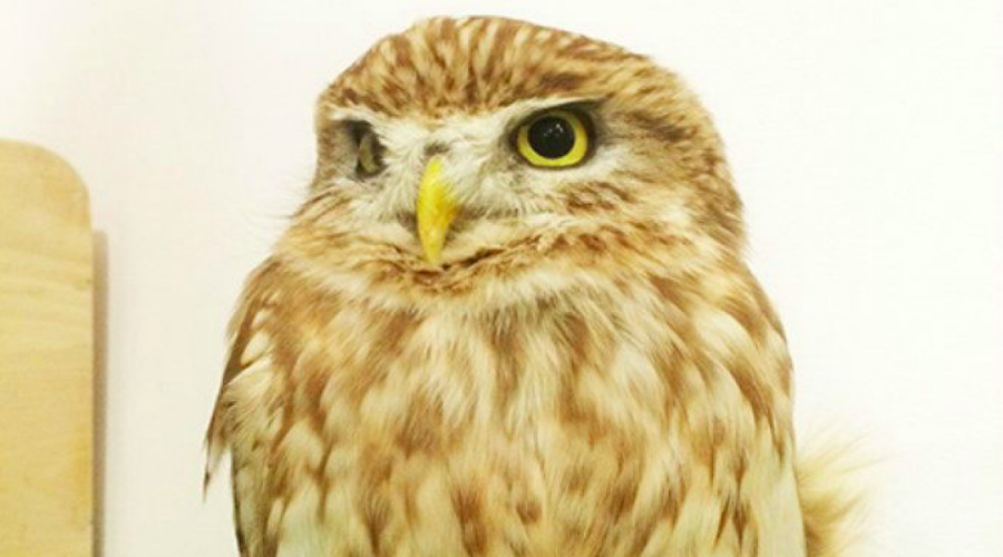 東京美食-東京餐廳-隱藏美食-特色餐廳-貓頭鷹餐廳