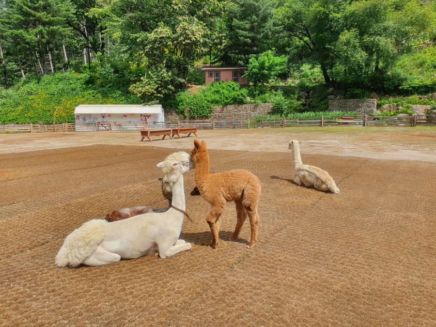 江原道旅遊-江原道景點-草泥馬樂園