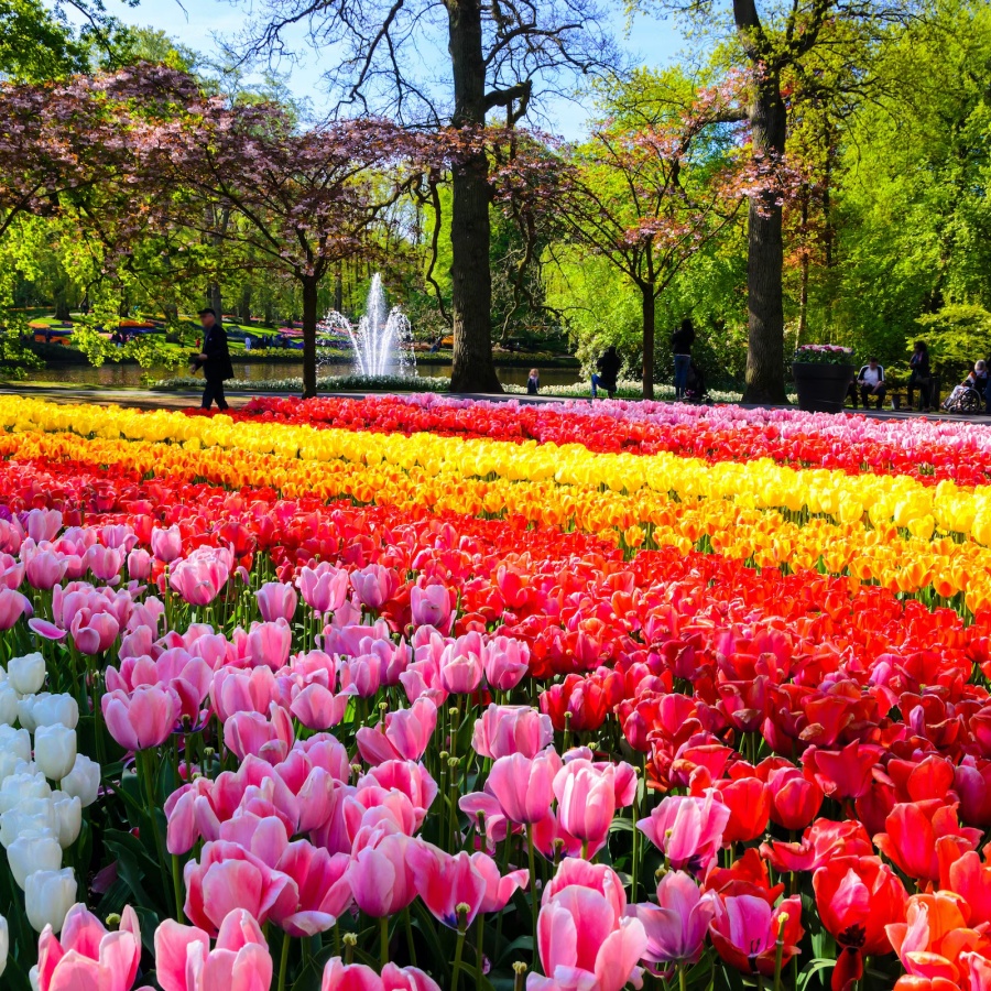 荷蘭鬱金香花季》人生必去！阿姆斯特丹2025花期＆庫肯霍夫花園介紹