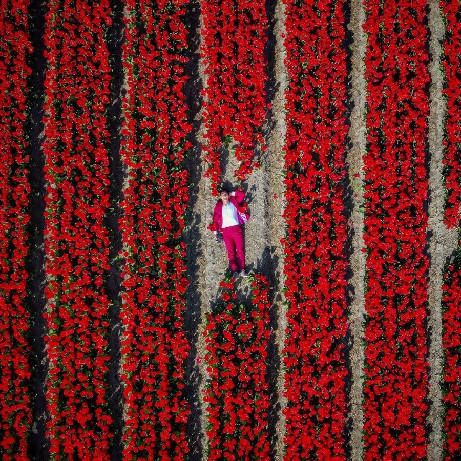 荷蘭鬱金香花季》人生必去！阿姆斯特丹2025花期＆庫肯霍夫花園介紹