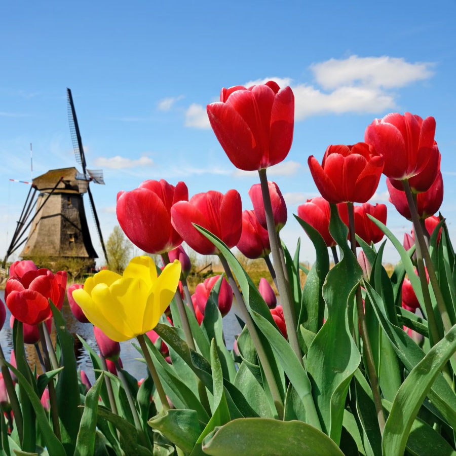 荷蘭鬱金香花季》人生必去！阿姆斯特丹2025花期＆庫肯霍夫花園介紹