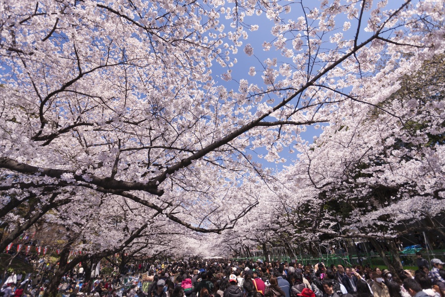 東京地鐵-東京交通-銀座線-上野恩賜公園-賞櫻