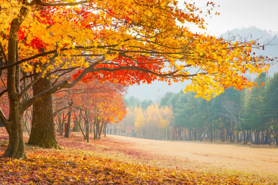 Korea Chuncheon Nami Island Ashutterstock 452655454