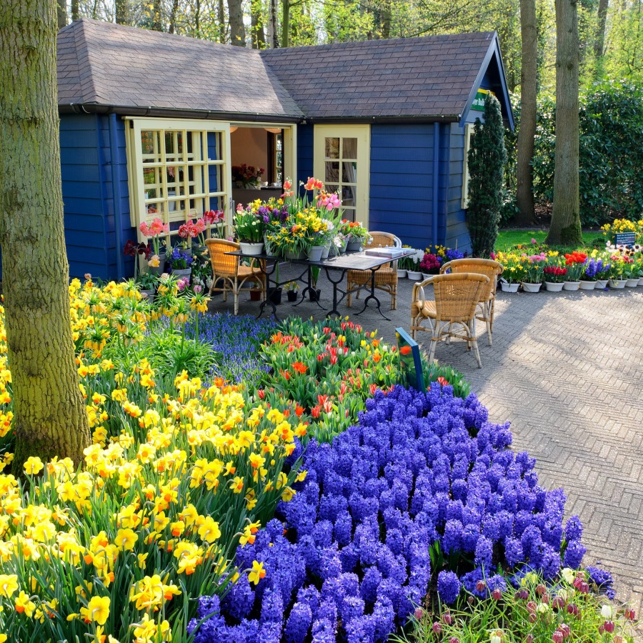 荷蘭鬱金香花季》人生必去！阿姆斯特丹2025花期＆庫肯霍夫花園介紹