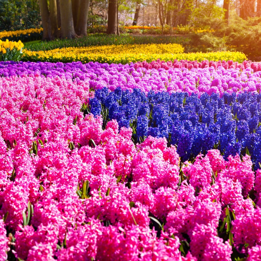 荷蘭鬱金香花季》人生必去！阿姆斯特丹2025花期＆庫肯霍夫花園介紹