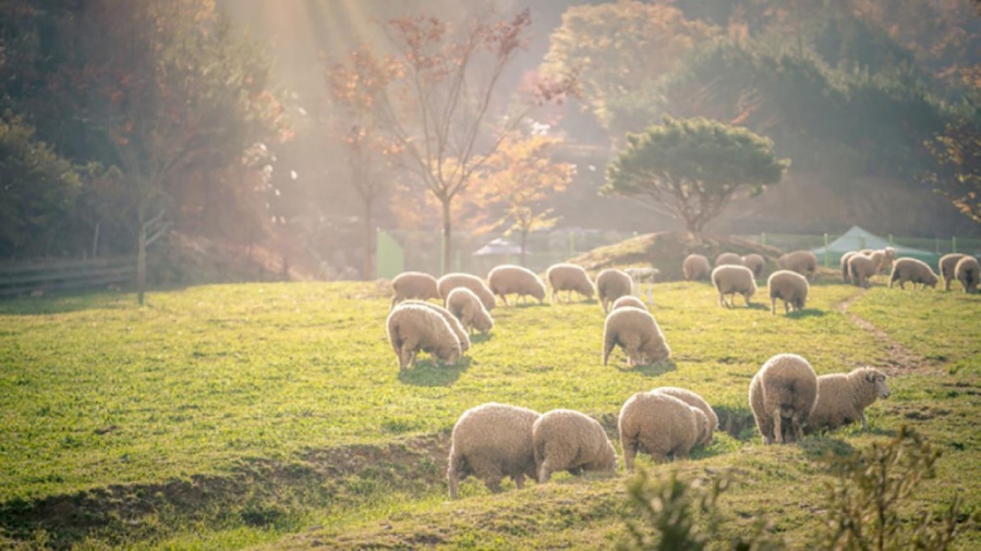 江原道旅遊-江原道景點-洪川芬蘭村
