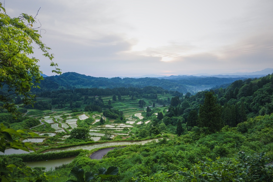 新潟景點 星峠梯田