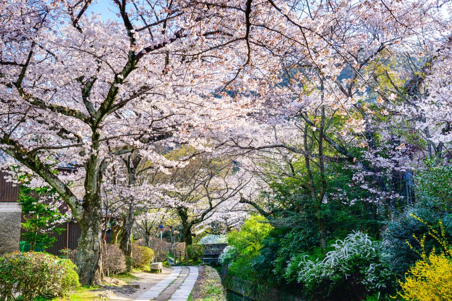 京都賞櫻-哲學之道