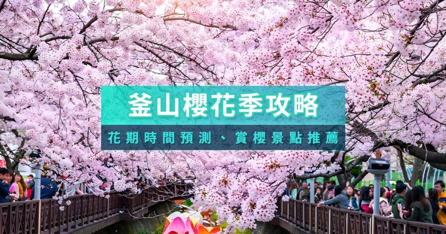 釜山櫻花預測2025》釜山櫻花幾月開？賞櫻行程＆鎮海軍港節推薦