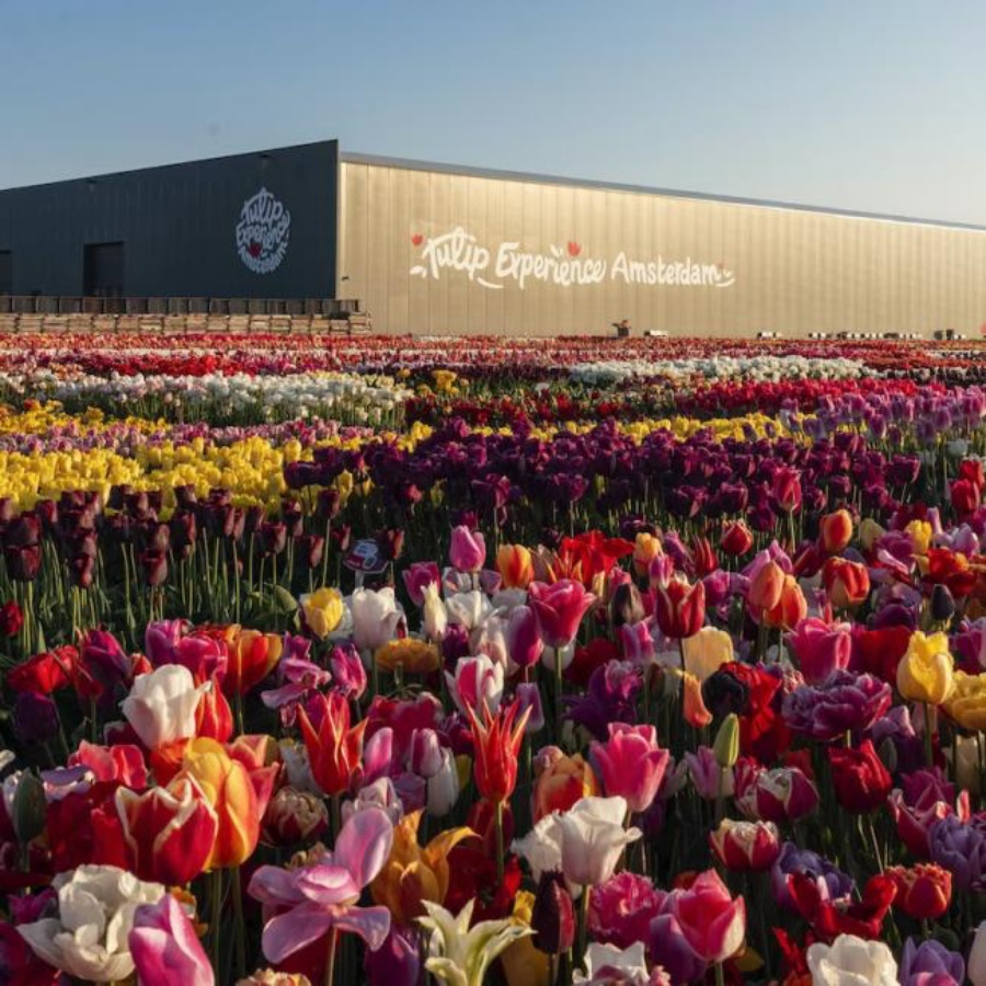 荷蘭鬱金香花季》人生必去！阿姆斯特丹2025花期＆庫肯霍夫花園介紹