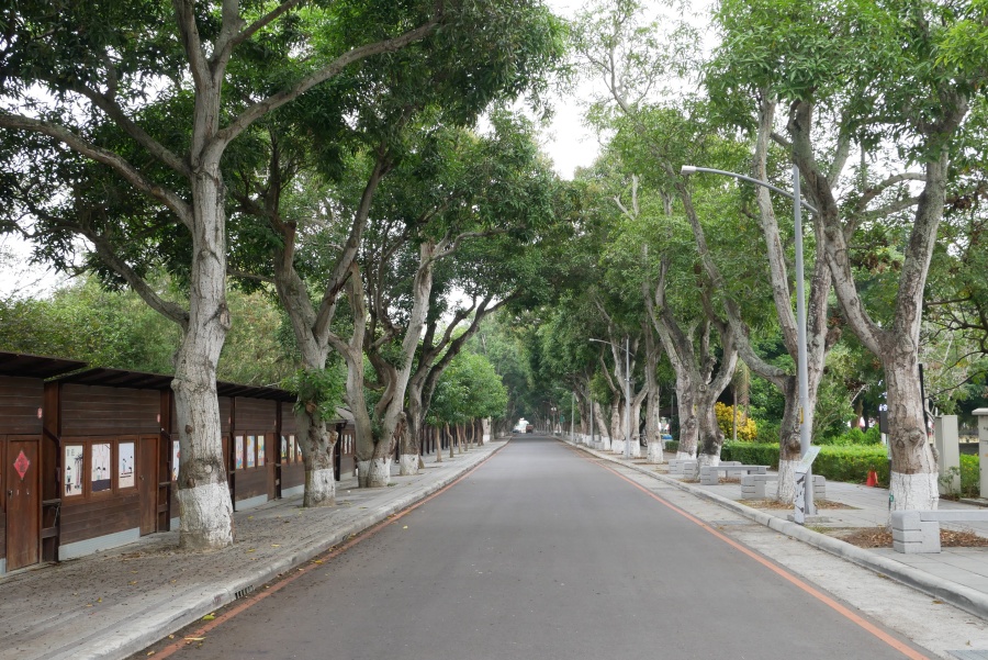 雲林親子景點 古坑綠色隧道