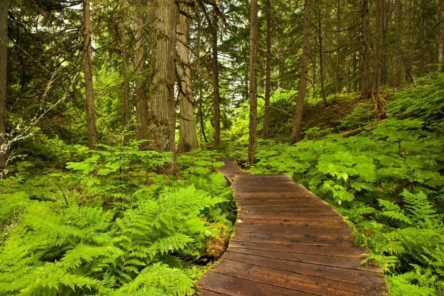 加拿大國家公園 灰熊國家公園