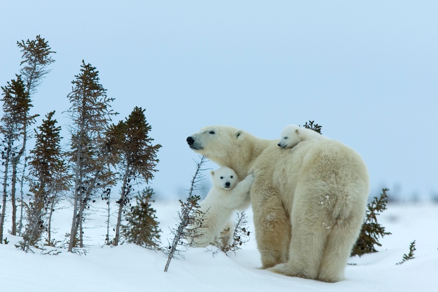 加拿大國家公園 瓦普斯克國家公園