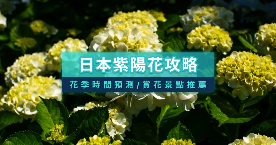 日本紫陽花攻略》2026日本繡球花季時間預測！東京/京都/大阪景點推薦