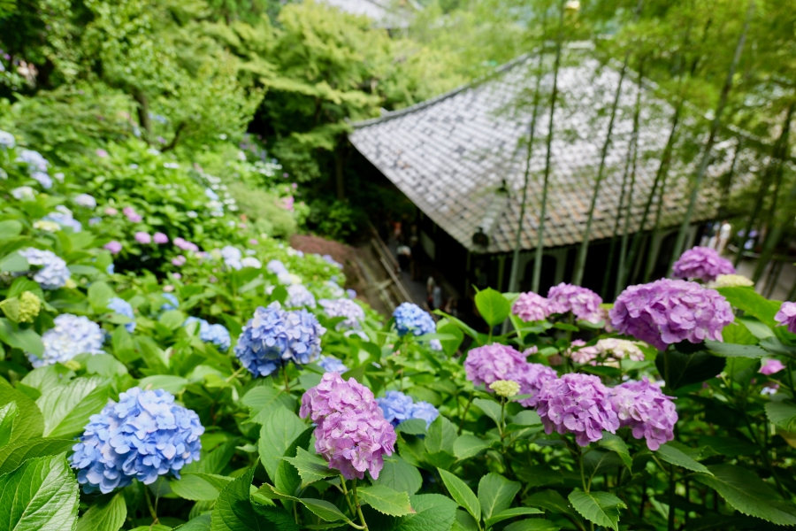 東京繡球花介紹！鎌倉長谷寺繡球花綻放中、6月限定活動整理