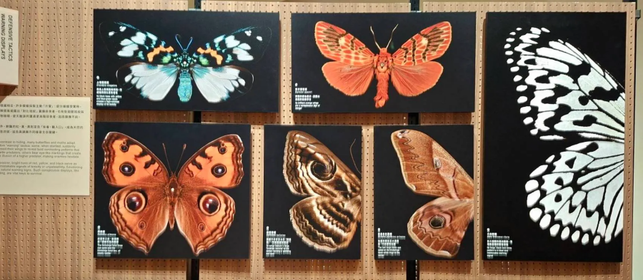 臺灣蝶蛾揭秘！臺博館特展《島嶼飛行—臺灣蝶蛾生存記》
