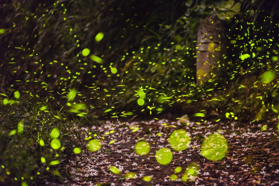 新竹螢火蟲季