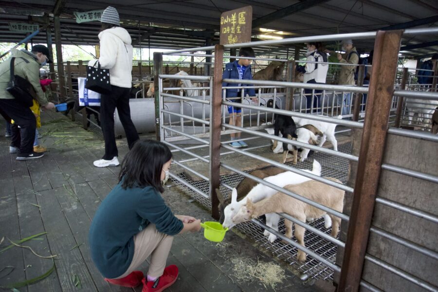 宜蘭旅遊-頭城怎麼玩-頭城休閒農場-餵羊
