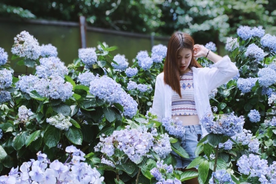 陽明山芒草季/陽明山繡球花/陽明山海芋