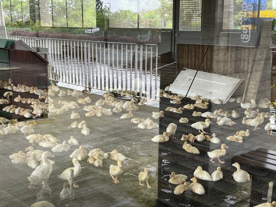 宜蘭農場推薦-宜蘭動物農場-甲鳥園