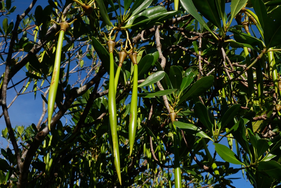 P1050102