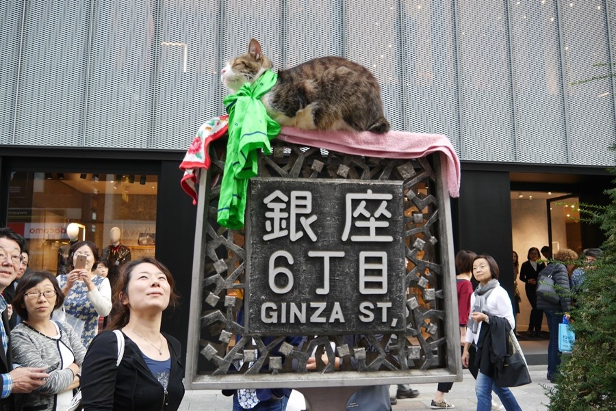 東京行程-推薦-五日遊-七日遊-銀座-貓