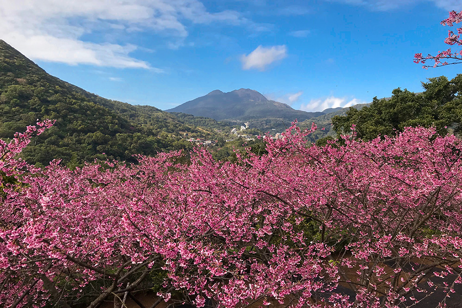 台北賞櫻/台北櫻花季/陽明山櫻花步道