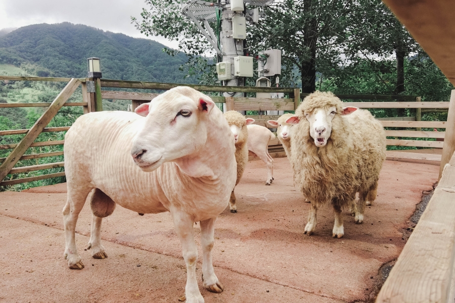 韓國景點-草泥馬樂園-綿羊