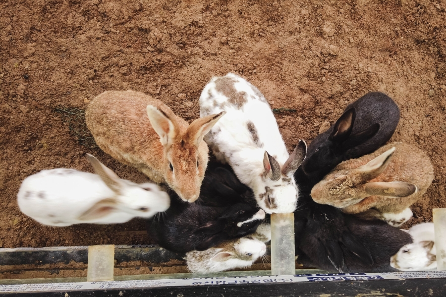 韓國景點-草泥馬樂園-兔子區