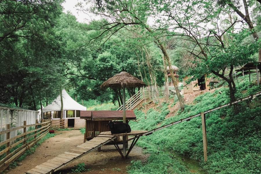 韓國景點-草泥馬樂園-園區