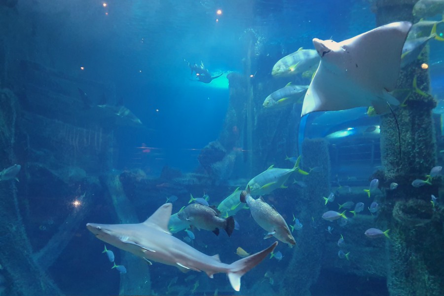 SEALIFE墨爾本水族館