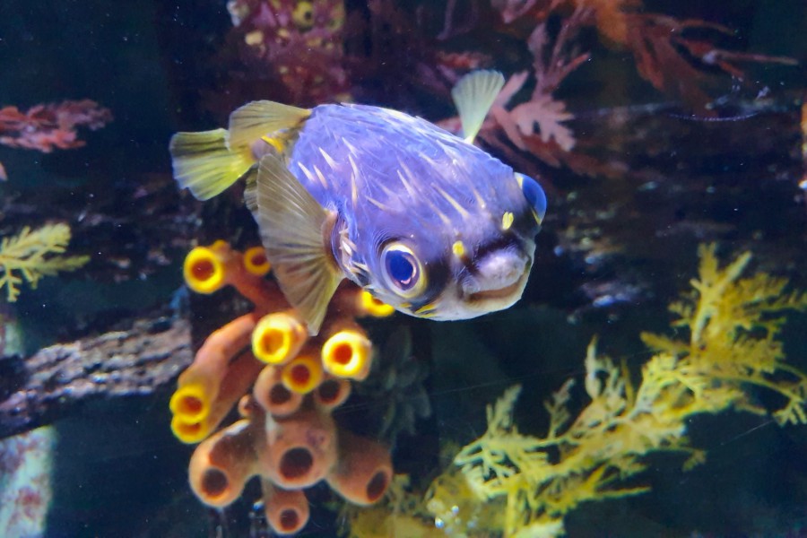 SEALIFE墨爾本水族館