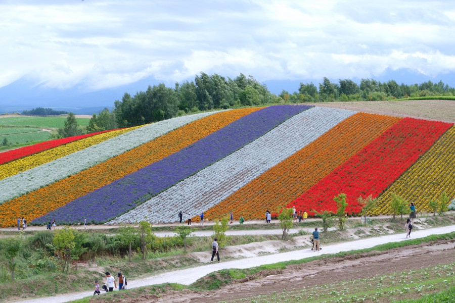 北海道富良野 四季之丘