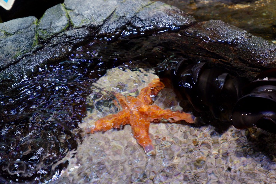 SEALIFE墨爾本水族館