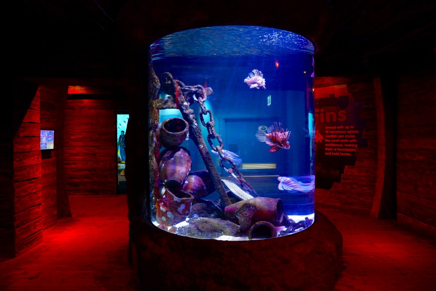 【澳洲】SEA LIFE墨爾本水族館參觀攻略：門票、交通、參觀亮點、360度海底景觀、企鵝餵食秀等全收錄（含餵食秀時間表）