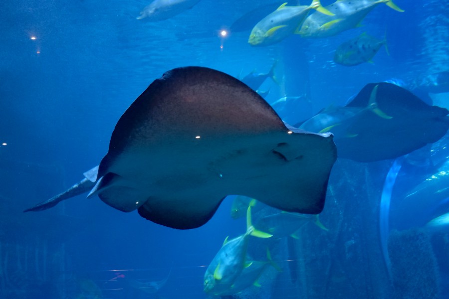 SEALIFE墨爾本水族館