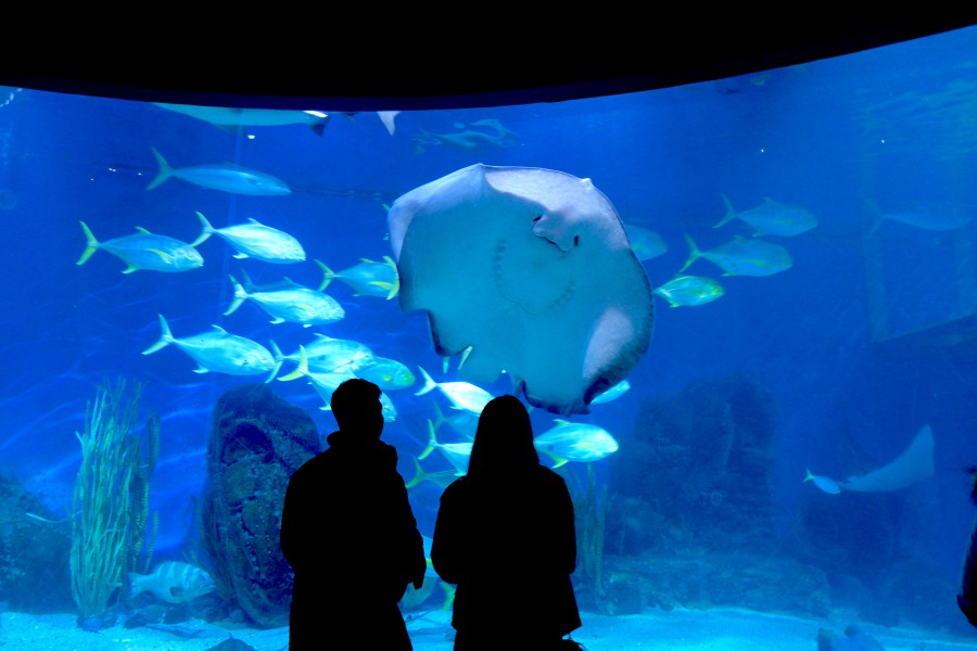 SEALIFE墨爾本水族館